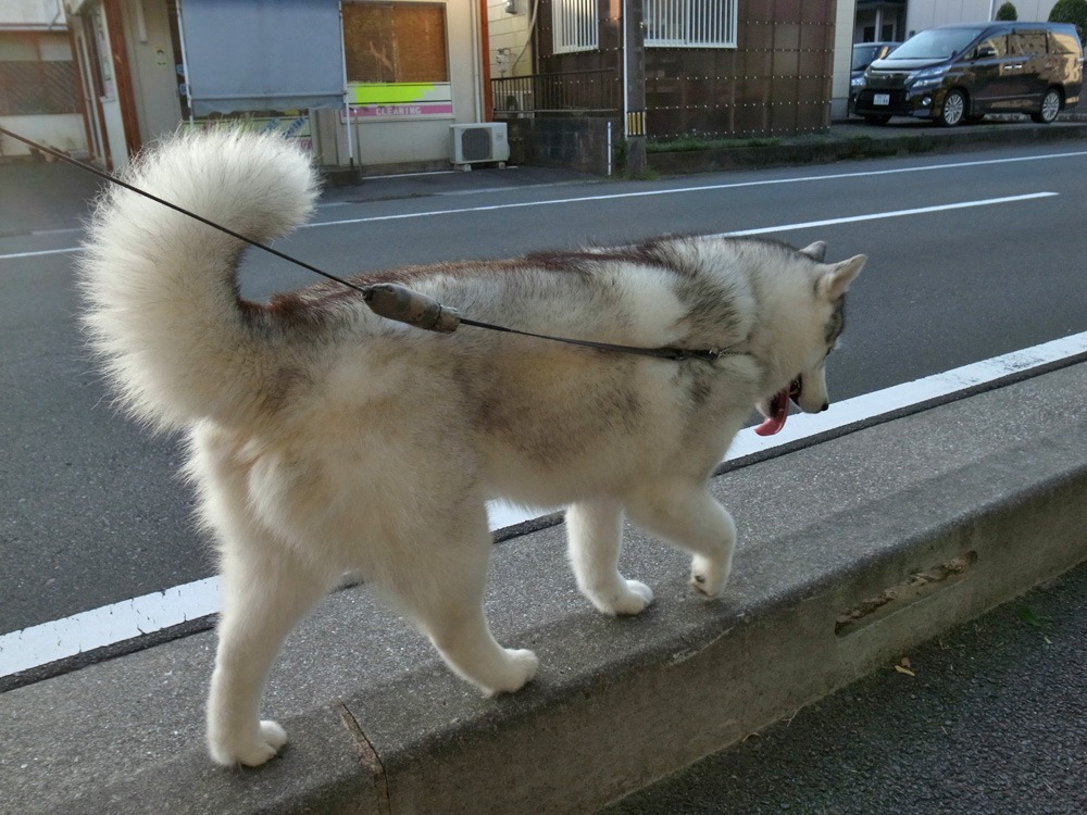 我が家の周回コース♪ (^o^)_c0049299_21555186.jpg