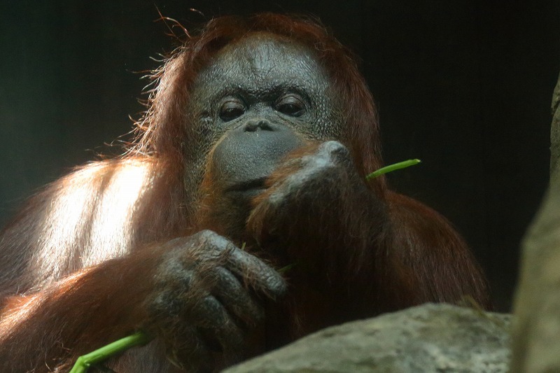 多摩動物園のリキ君は２歳１０ヶ月のオス 種類は違えども上野動物園のモモカちゃんは２歳５ヶ月のメス どちらも可愛いくて 常連さんになってしまいそう 旅プラスの日記