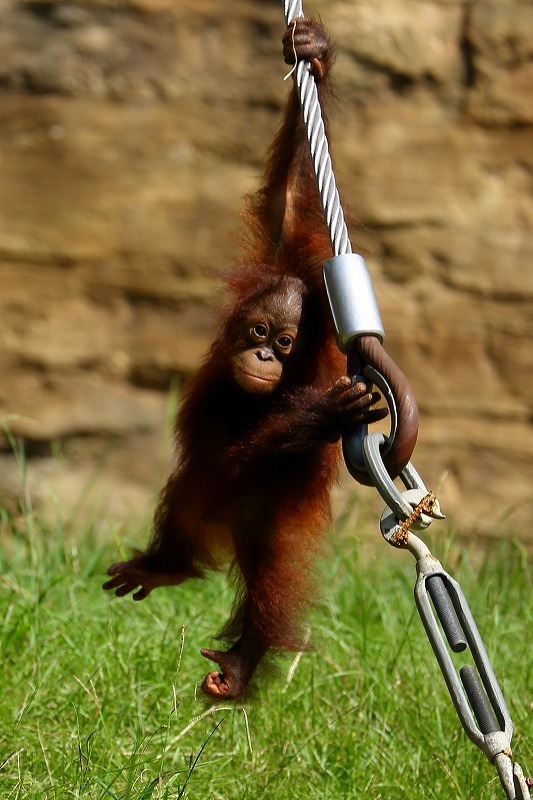 多摩動物園のリキ君は2歳10ヶ月のオス 種類は違えども上野動物園のモモカちゃんは2歳5ヶ月のメス どちらも可愛いくて 常連さんになってしまいそう 旅プラスの日記 多摩動物園のリキ君は2歳10ヶ月のオス 種類は違えども上野動物園のモモカちゃんは2歳5ヶ月のメス どちらも可愛いくて 常連さんになってしまいそう 旅プラスの日記