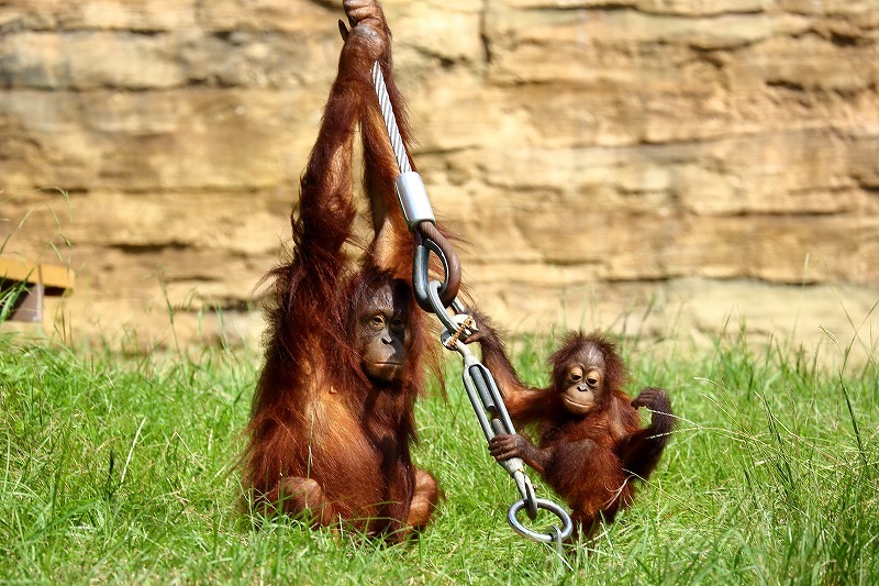 多摩動物園のリキ君は2歳10ヶ月のオス 種類は違えども上野動物園のモモカちゃんは2歳5ヶ月のメス どちらも可愛いくて 常連さんになってしまいそう 旅プラスの日記 多摩動物園のリキ君は2歳10ヶ月のオス 種類は違えども上野動物園のモモカちゃんは2歳5ヶ月のメス どちらも可愛いくて 常連さんになってしまいそう 旅プラスの日記