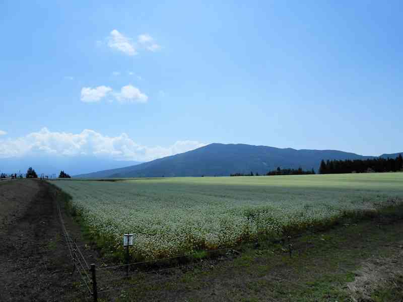 今年も椛の湖へ_b0000209_2055195.jpg