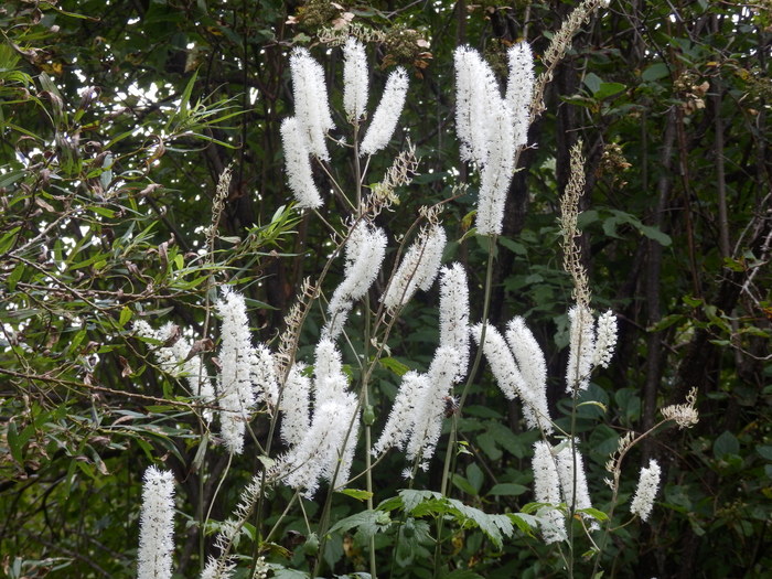 f0219710_7202875.jpg