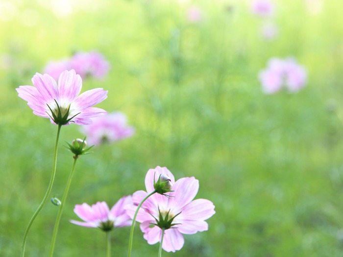 フォトレッスン　於　立川　昭和記念公園_e0034013_051455.jpg