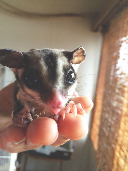 なんだこの愛くるしい生き物は。_e0023517_10124676.jpg