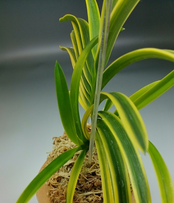 あまり地味な錦織では、面白くない…… : □ サムライ オーキッド