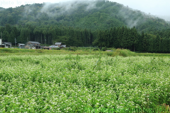 今津日置前のそば畑_d0283427_19464471.jpg