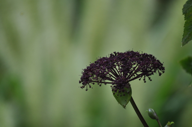 黒い花のアンジェリカ Mosquitogarden