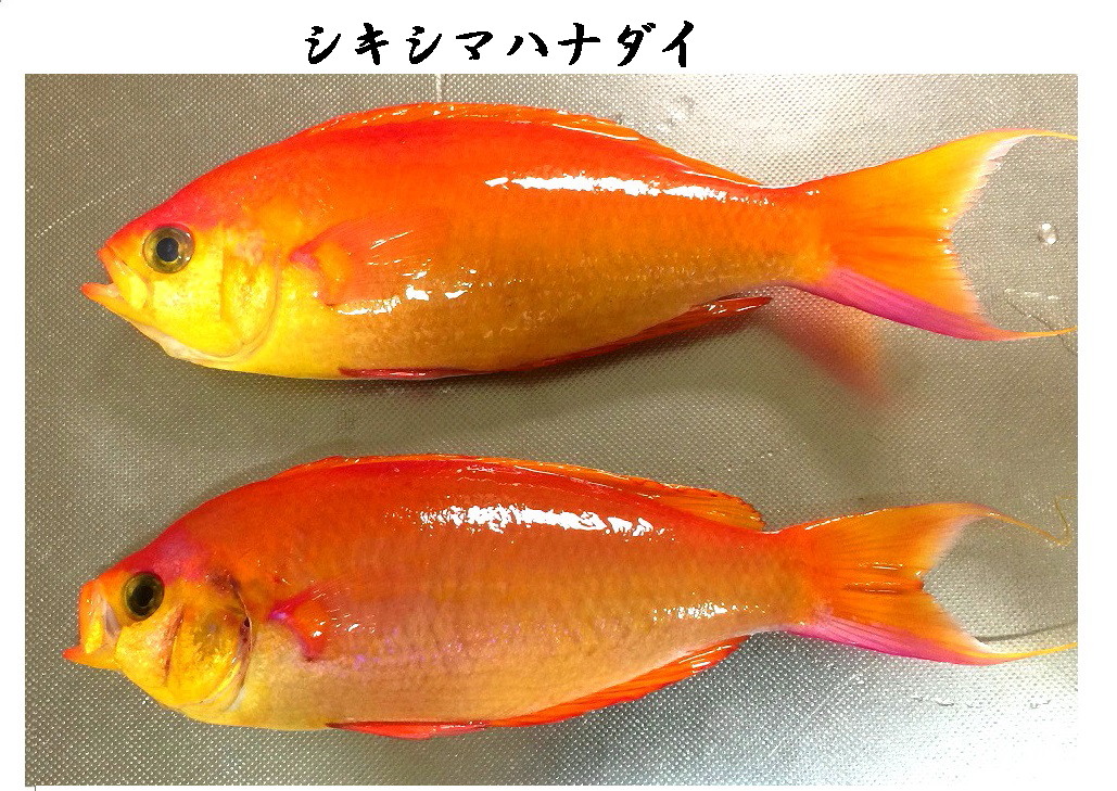 通称金魚　本名シキシマハナダイ_b0282431_2046981.jpg