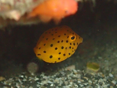 2015年9月20日(日・晴れ)室戸_d0164831_18211916.jpg