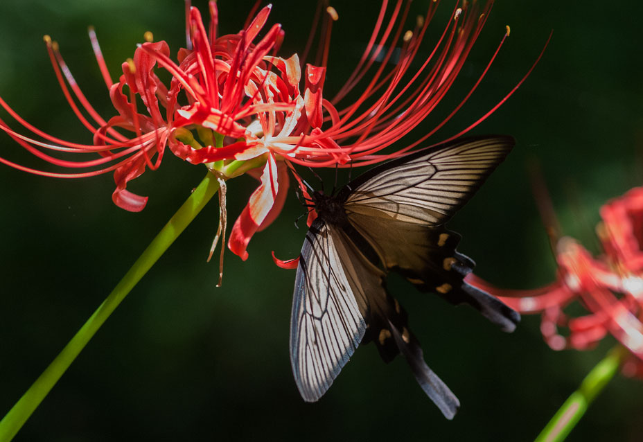 紅い彼岸花に舞う黒系アゲハ　in20150919_a0126632_1250841.jpg