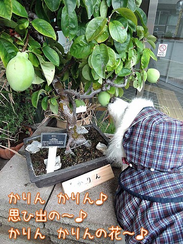 雨とカッパと秋の花_c0062832_8125523.jpg