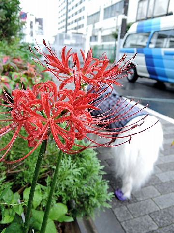 雨とカッパと秋の花_c0062832_8132355.jpg