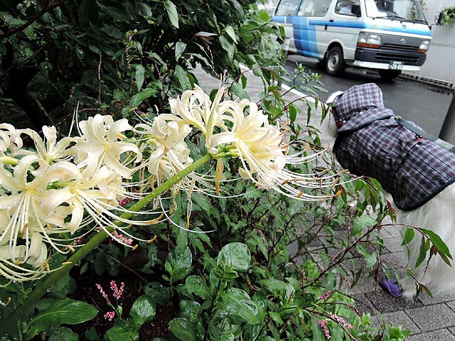 雨とカッパと秋の花_c0062832_813845.jpg