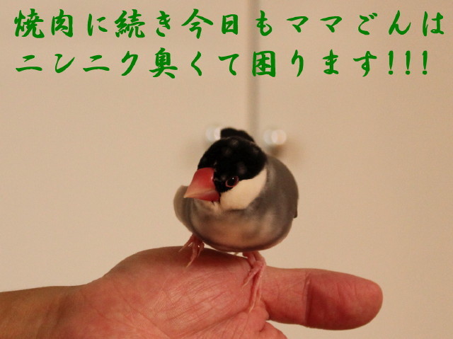 尾っぽな文鳥のXデーは？の日曜日_c0365734_21353540.jpg