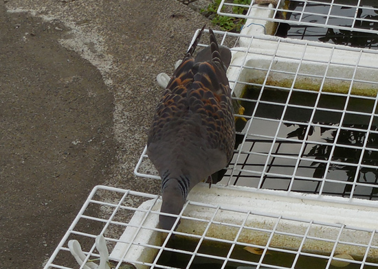 鳥とメダカとジェラートと 花めだか だって おばちゃんだもん