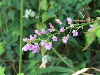 阿蘇外輪山の秋の山野草_d0009738_4441036.jpg