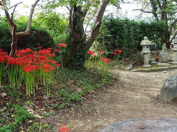 本薬師寺跡のホテイアオイと彼岸花_b0299042_7101418.jpg