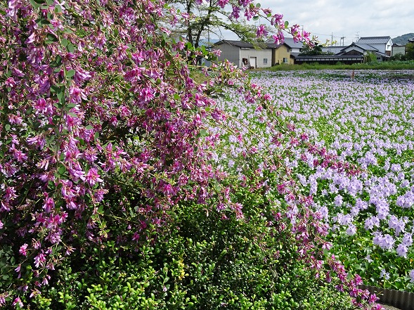 本薬師寺跡のホテイアオイと彼岸花_b0299042_7102771.jpg