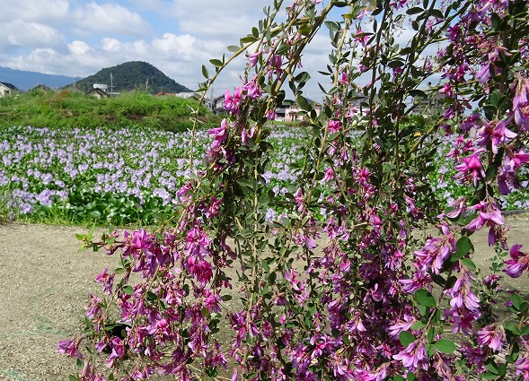 本薬師寺跡のホテイアオイと彼岸花_b0299042_7103497.jpg