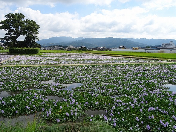 本薬師寺跡のホテイアオイと彼岸花_b0299042_7104026.jpg