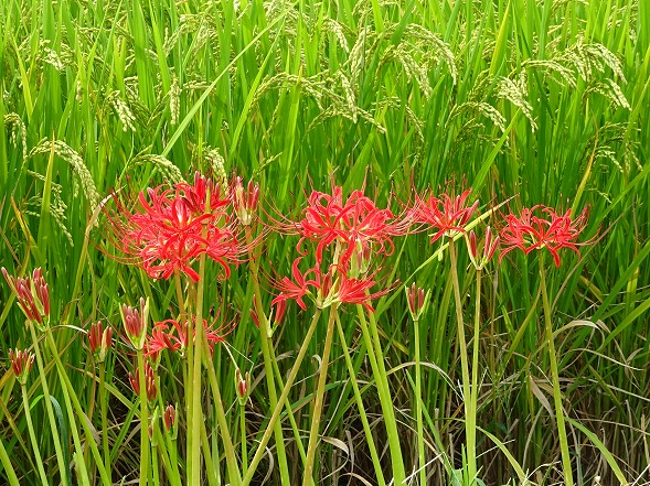 本薬師寺跡のホテイアオイと彼岸花_b0299042_792941.jpg