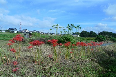 「その後の畑とラグビーＷ杯」_f0201348_1821713.jpg