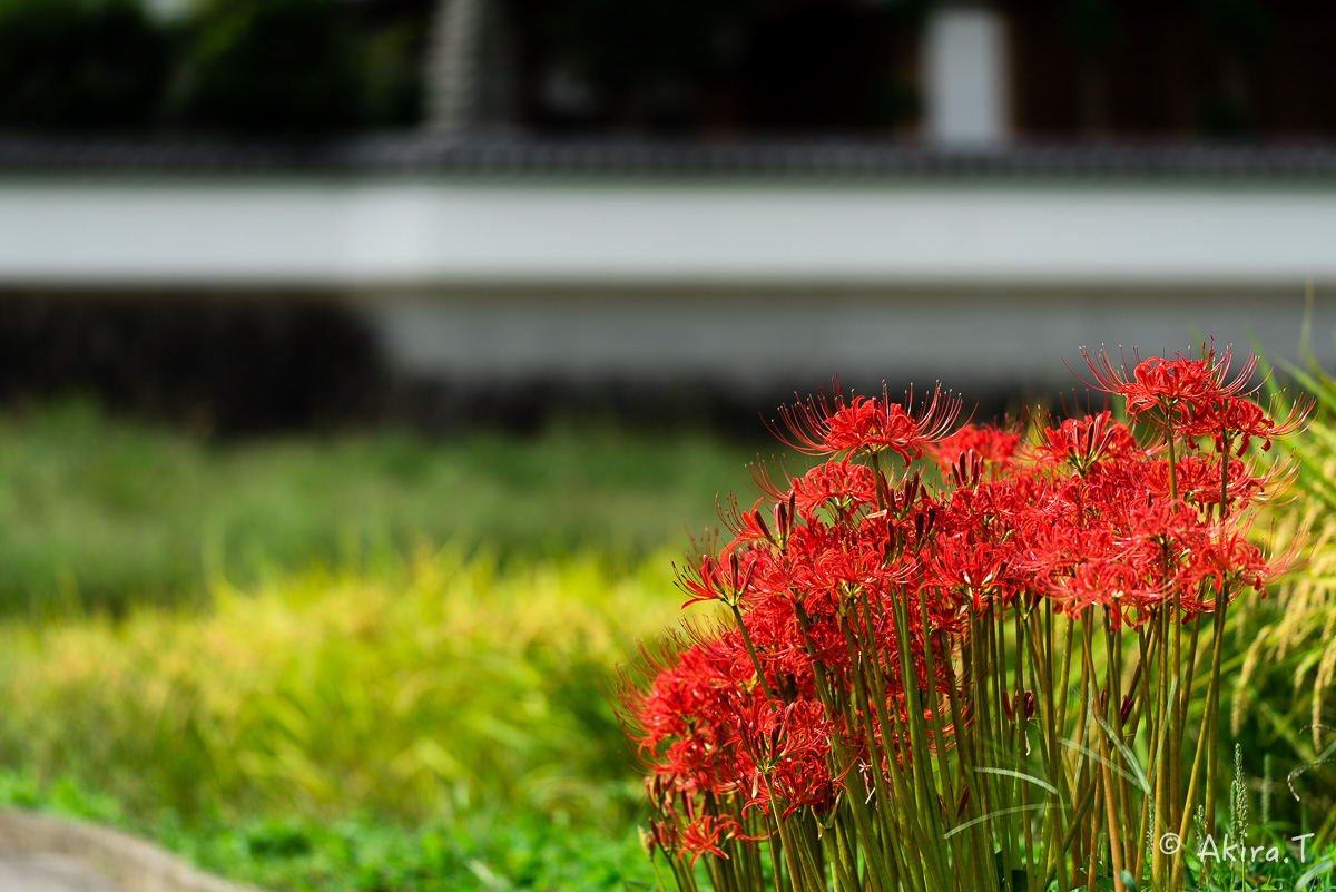 京都 大原の里の彼岸花 -1-_f0152550_18544289.jpg