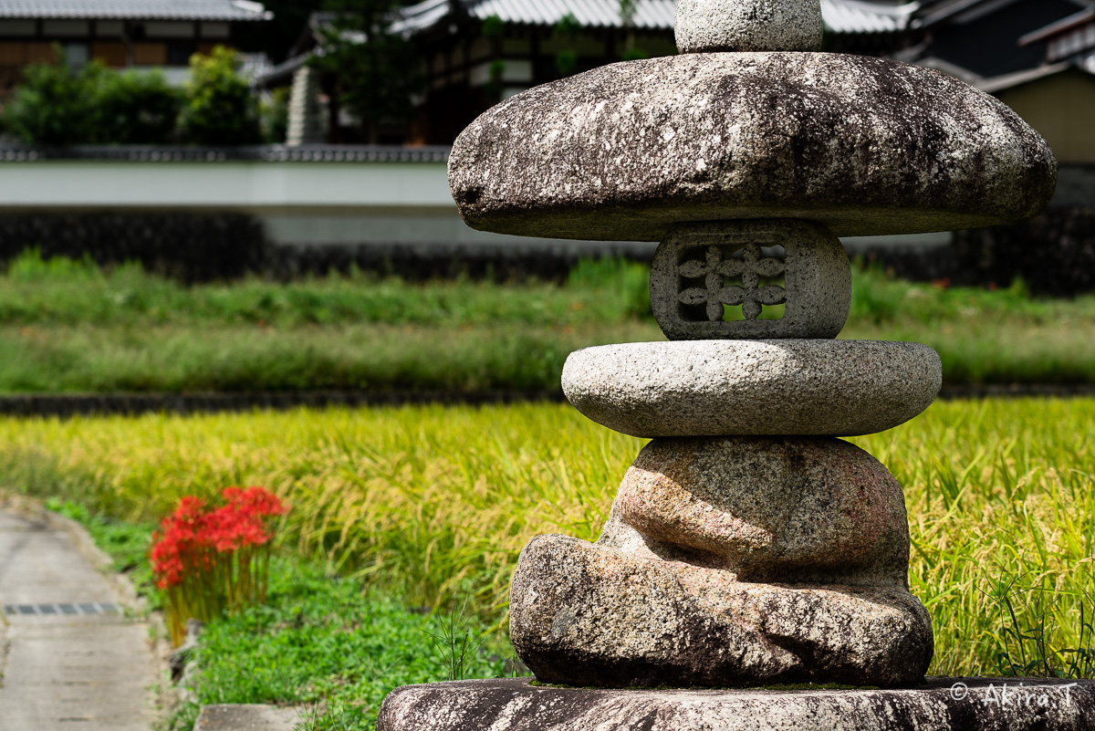 京都 大原の里の彼岸花 -1-_f0152550_18551156.jpg