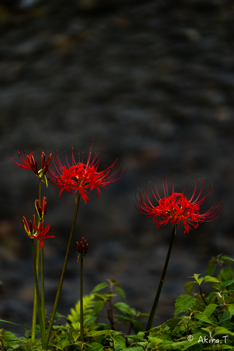 京都 大原の里の彼岸花 -1-_f0152550_1902586.jpg