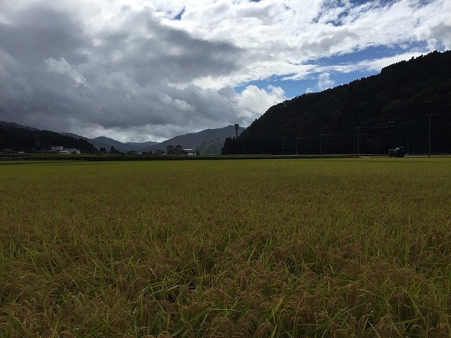稲刈り真っ最中!_c0145453_1485974.jpg