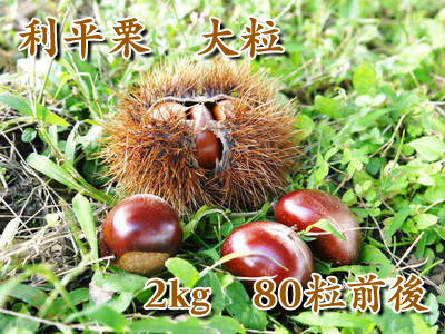 利平栗 栗の王様『利平栗』 収穫(栗拾い)最盛期です!!台風15号にも負けずに残った“勝ち栗”ですよ!!_a0254656_17132312.jpg