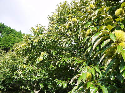 利平栗 栗の王様『利平栗』 収穫(栗拾い)最盛期です!!台風15号にも負けずに残った“勝ち栗”ですよ!!_a0254656_1742538.jpg