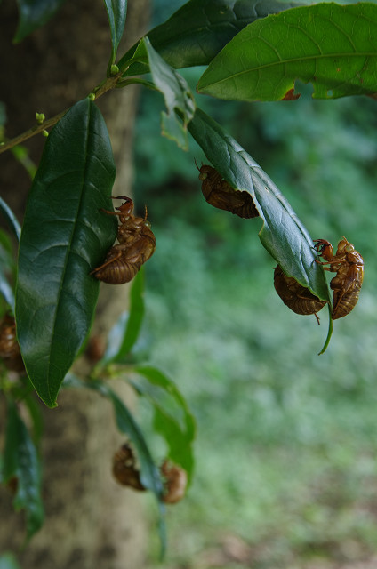 都内各所　　曼珠沙華、満開_c0080357_16184570.jpg