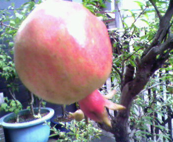b0105259_11421648.jpg