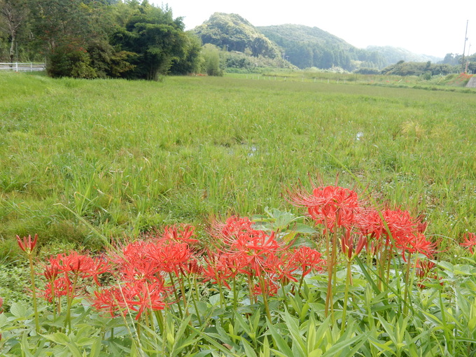 ’15,9,20(日)秋の花を探しに~!_f0060461_8485780.jpg