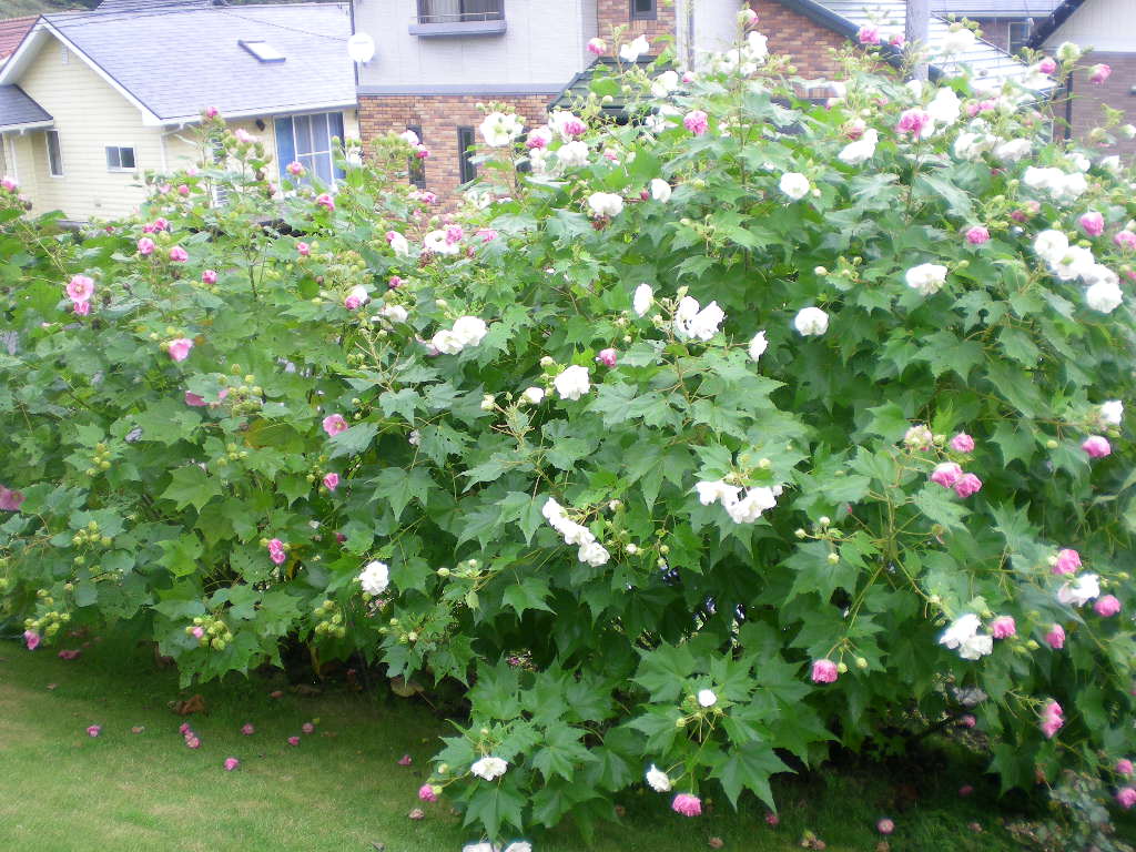 ’15,9,20(日)秋の花を探しに~!_f0060461_8554520.jpg