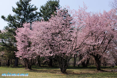 聖台ダムの桜～5月の美瑛_d0340565_20451068.jpg