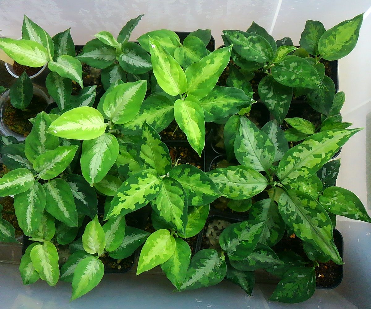 Aglaonema pictum type EUREKA P. Nias【AZ0912-4】 × タイ Aglaonema pictum type EUREKA P. Nias【AZ0912-4】 × タイ