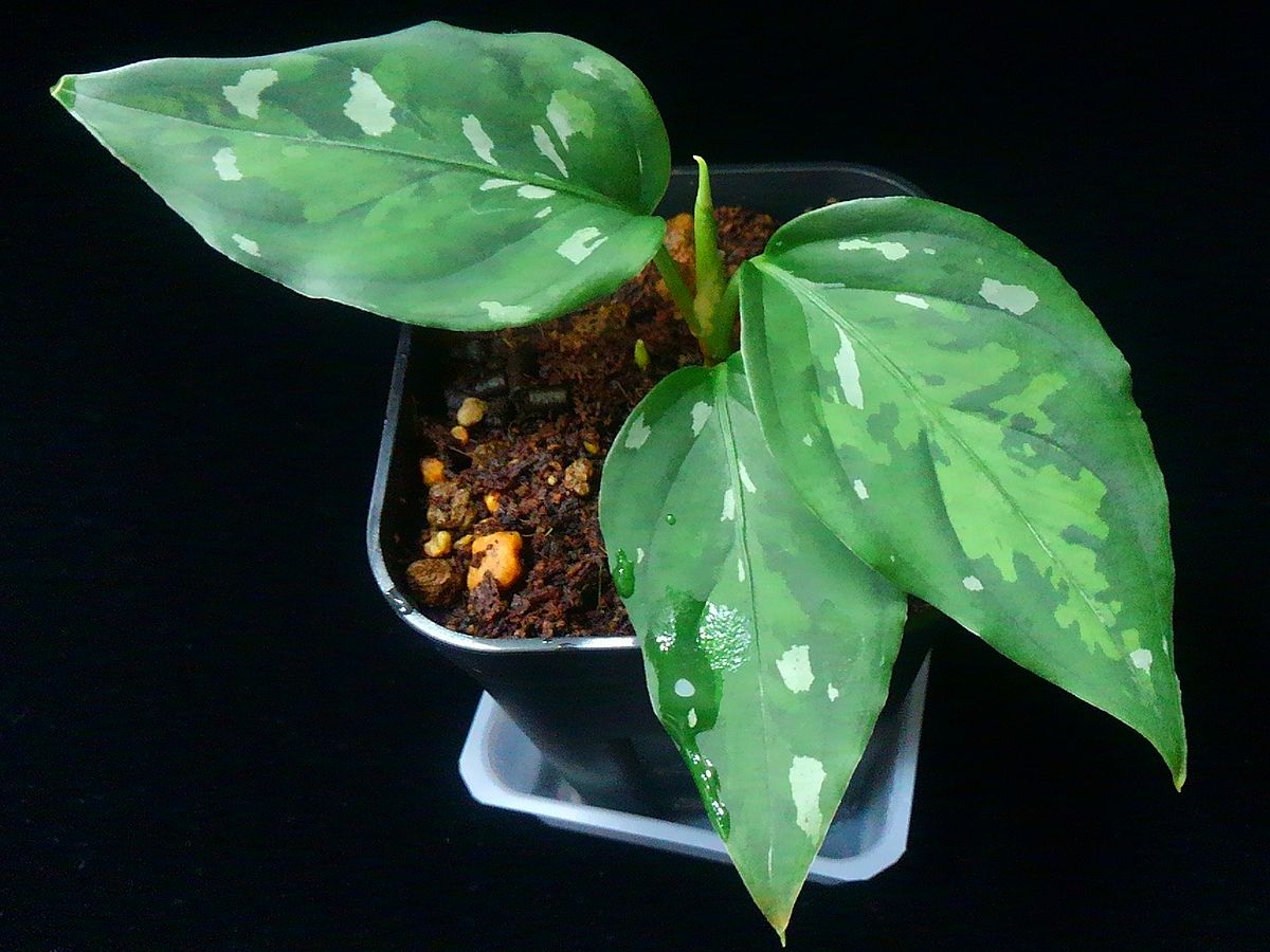 d0249970_15513153.jpg