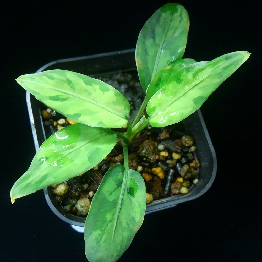 d0249970_15545718.jpg
