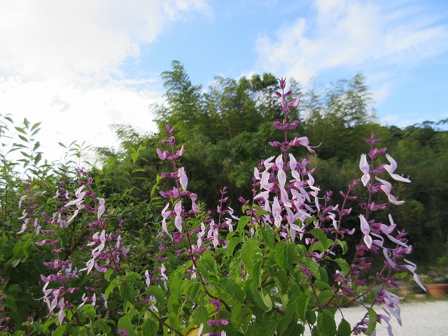 b0182884_21384360.jpg