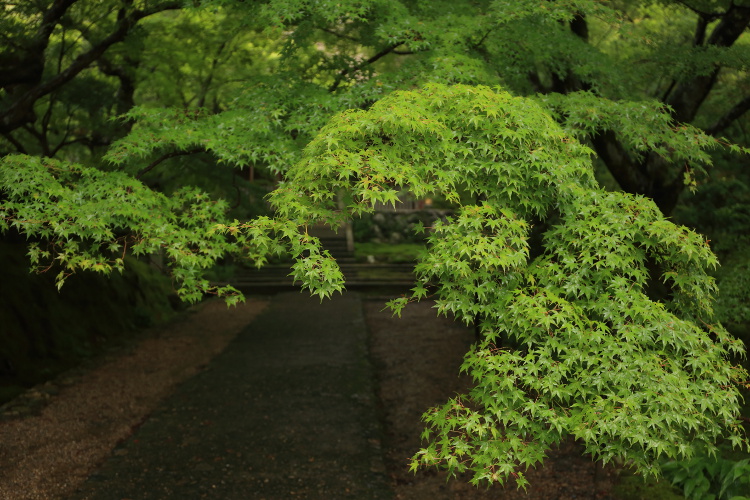 常寂光寺_e0051888_3381725.jpg