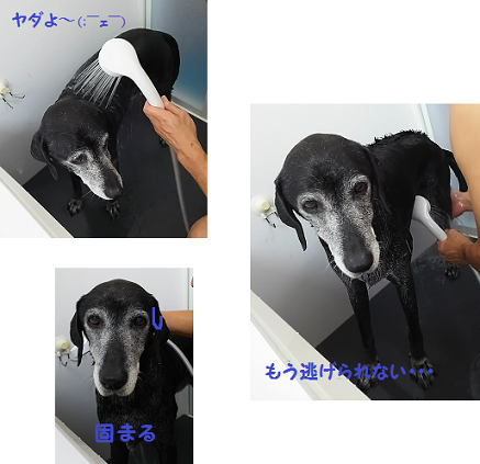 d0282395_22403823.png