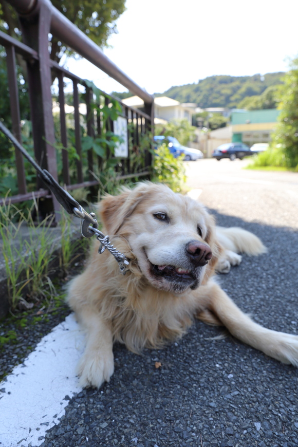 お彼岸の花_b0275998_15513245.jpg