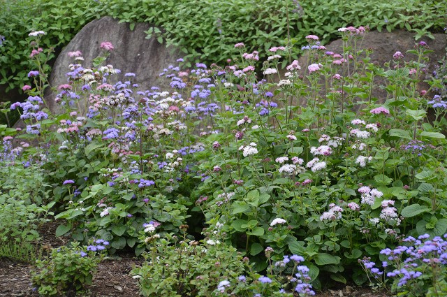 c0124100_20511695.jpg