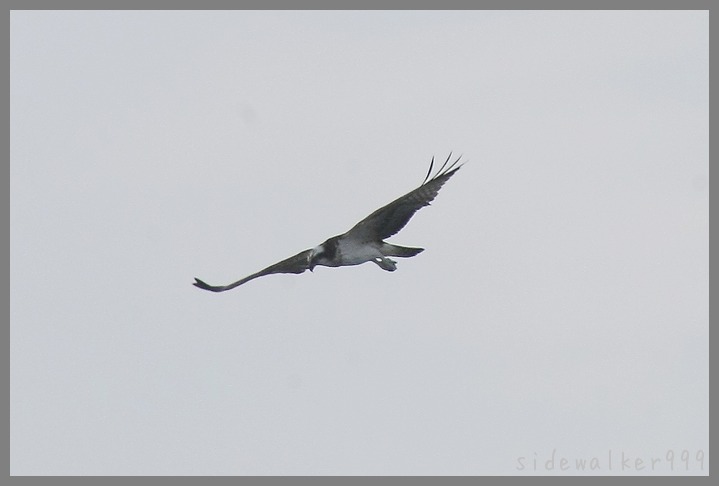 Osprey_c0129300_16272377.jpg