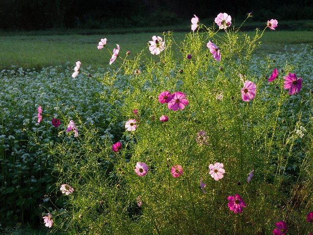 c0008502_6385526.jpg