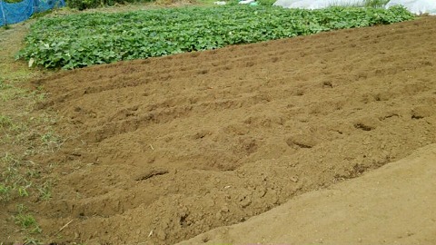 e0270403_1040827.jpg