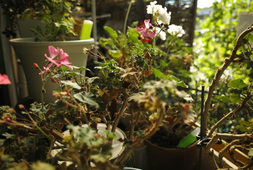 c0334705_03201320.jpg