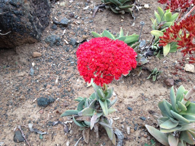 続モロベイとその周辺ー植物園_a0331910_11503496.jpg